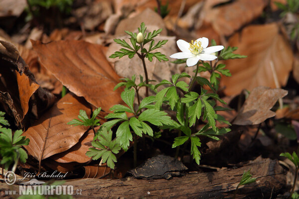 Busch Windröschen (Anemone nemorosa)