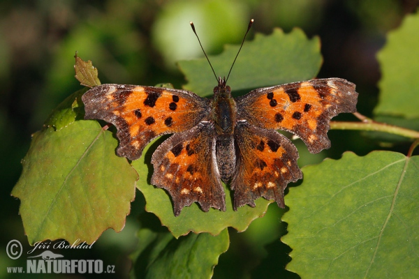 C-Falter (Polygonia c-album)