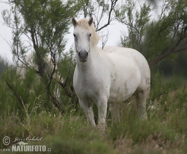 Camargue-Pferd (Equus ferus caballus)