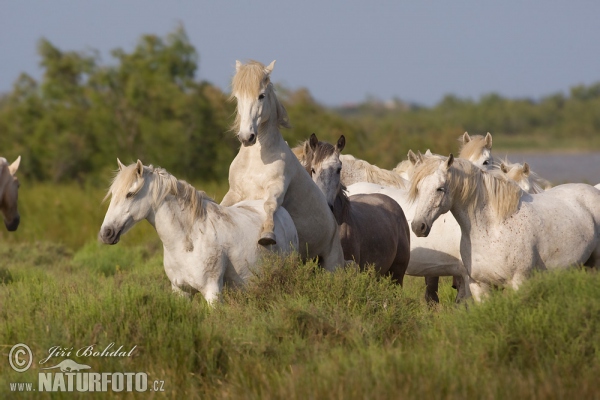 Camargue-Pferd (Equus ferus caballus)
