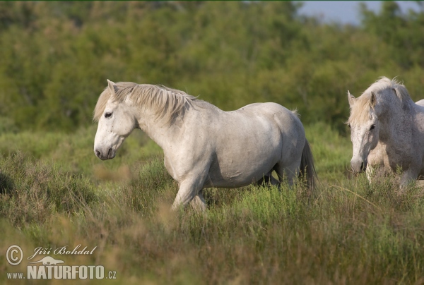 Camargue-Pferd (Equus ferus caballus)