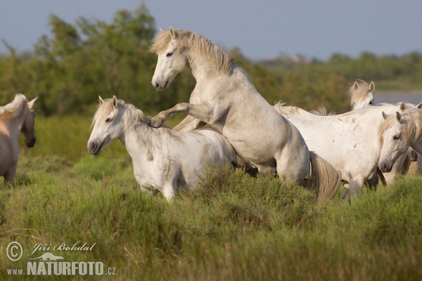 Camargue-Pferde (Equus ferus caballus)