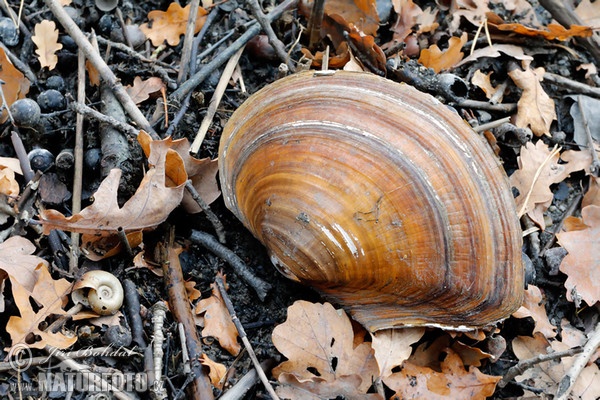 Chinesische Teichmuschel (Sinanodonta wodiana)