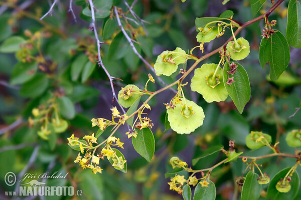 Christusdorn (Paliurus spina-christi)