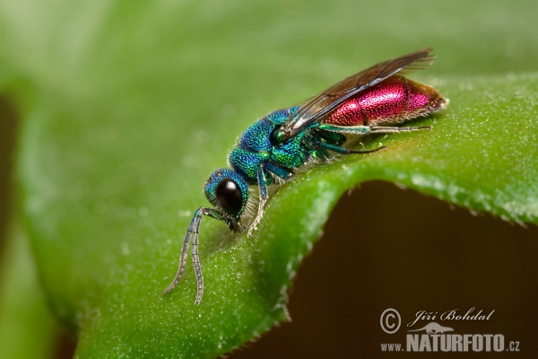 Chrysis (Chrysis sp.)