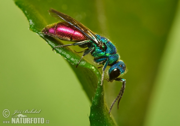 Chrysis (Chrysis sp.)