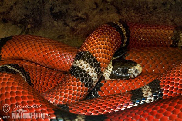 Coral Falsa (Lampropeltis triangulum)