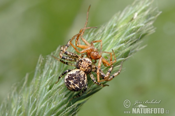 Crabbenspinne (Xysticus audax)