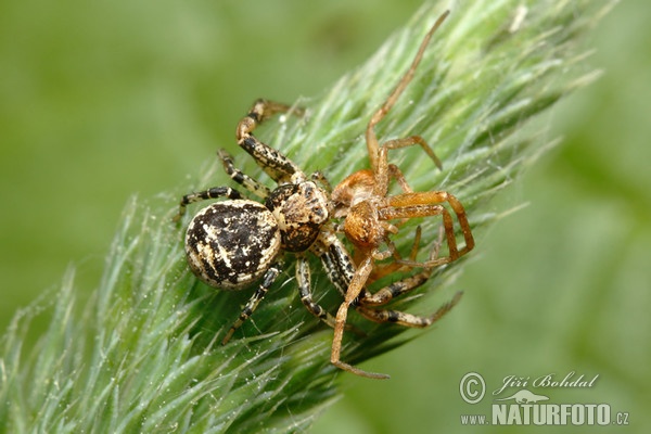 Crabbenspinne (Xysticus audax)