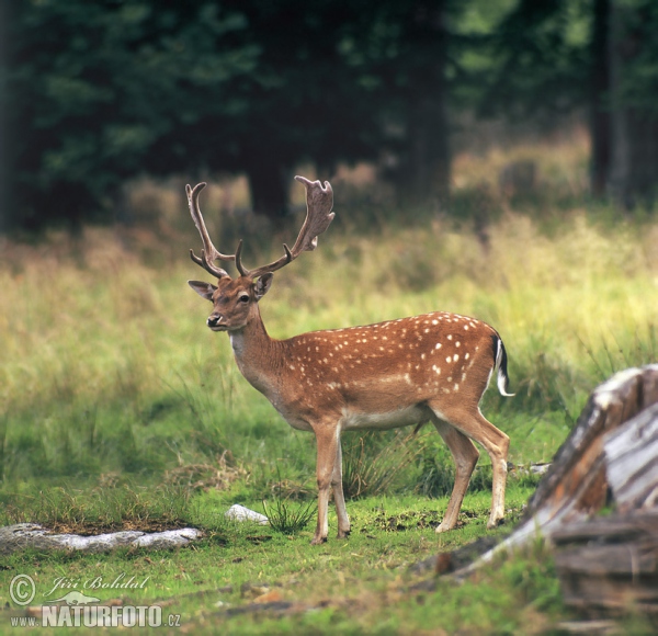 Damhirsch (Dama dama)