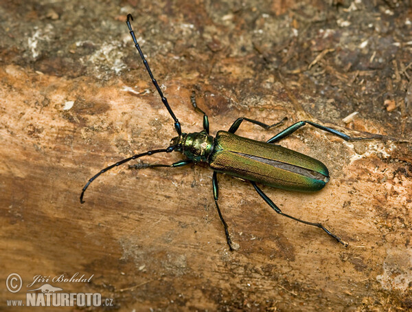 Der Moschusbock (Aromia moschata)