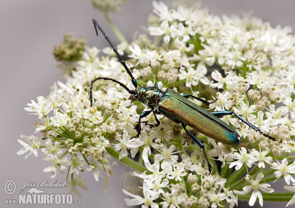 Der Moschusbock (Aromia moschata)