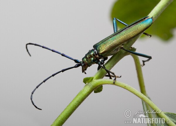 Der Moschusbock (Aromia moschata)