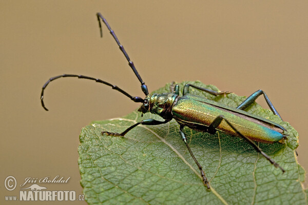 Der Moschusbock (Aromia moschata)