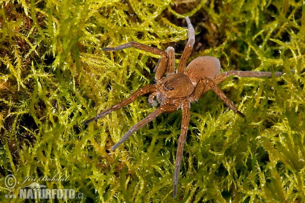 Derandete Wasserspinne (Dolomedes plantarius)