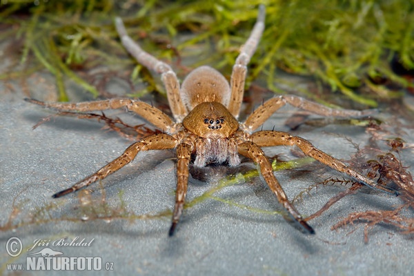 Derandete Wasserspinne (Dolomedes plantarius)