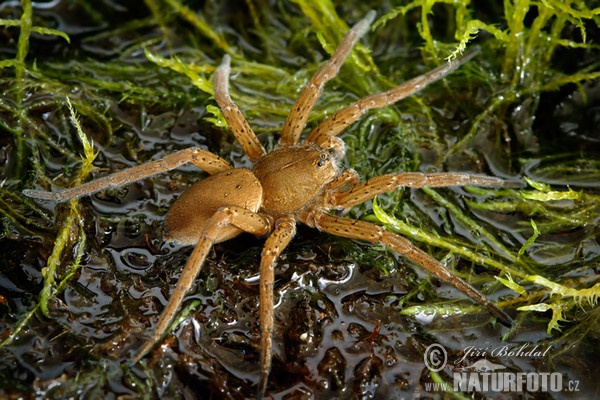 Derandete Wasserspinne (Dolomedes plantarius)