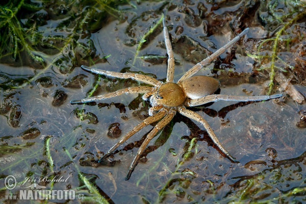 Derandete Wasserspinne (Dolomedes plantarius)