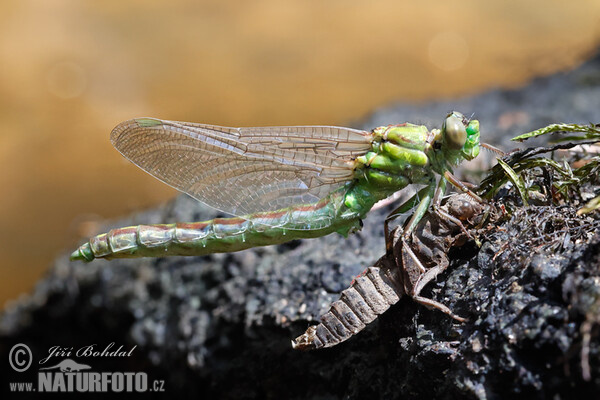 Die Grüne Flussjungfer (Ophiogomphus cecilia)