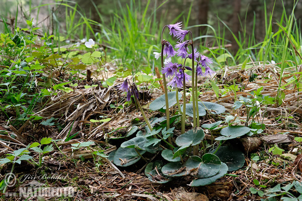 Die Wald-Soldanelle, Berg-Alpenglöckchen (Soldanella montana)