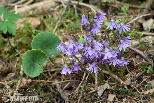 Die Wald-Soldanelle, Berg-Alpenglöckchen (Soldanella montana)