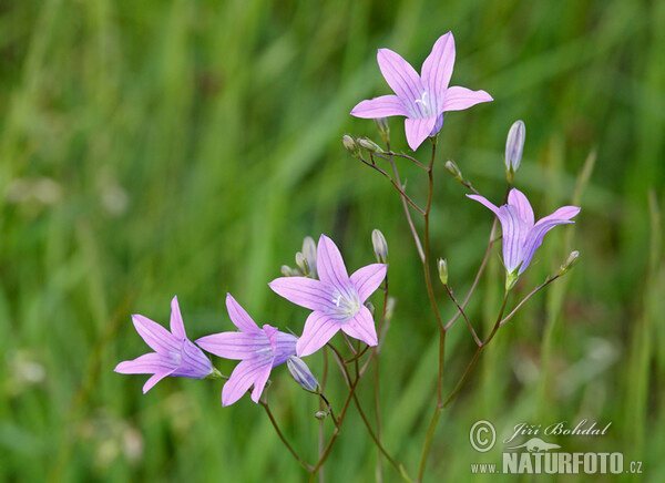 Die Wiesen-Glockenblume (Campanula patula)