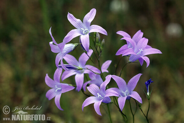 Die Wiesen-Glockenblume (Campanula patula)