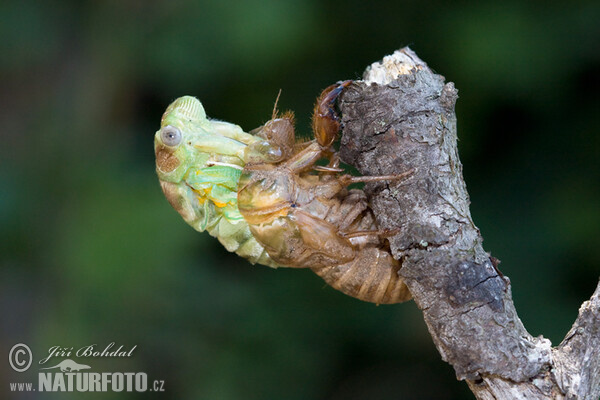 die Zicade Hecke (Tibicina haematodes)