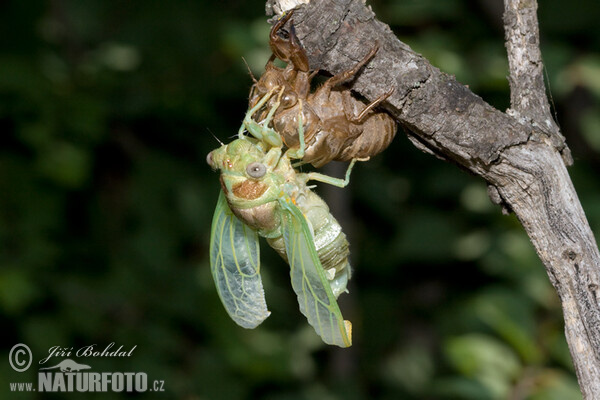die Zicade Hecke (Tibicina haematodes)