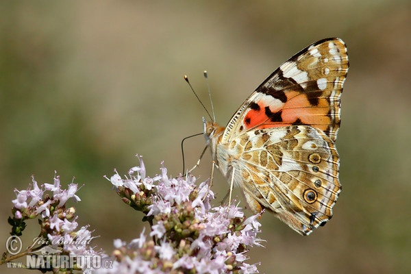 Distelfalter (Vanessa cardui)