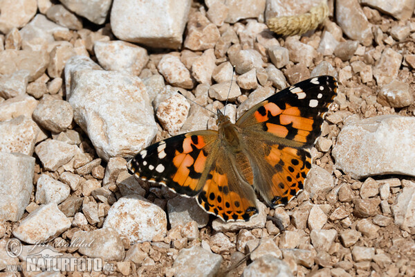 Distelfalter (Vanessa cardui)