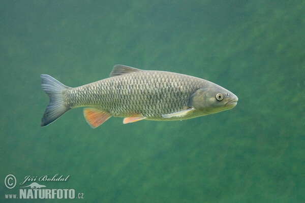 Döbel (Leuciscus cephalus)