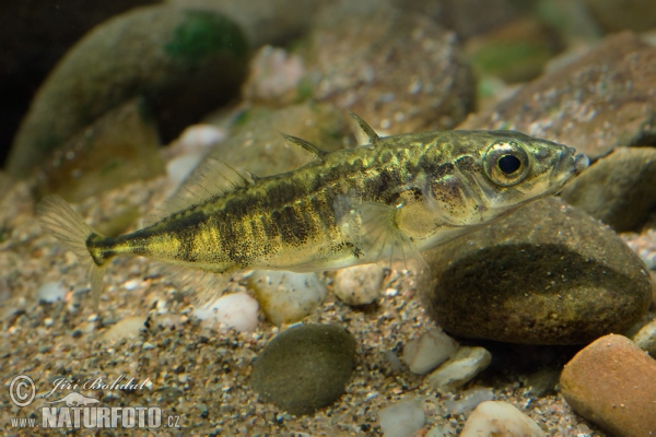 Dreistachliger Stichling (Gasterosteus aculeatus)