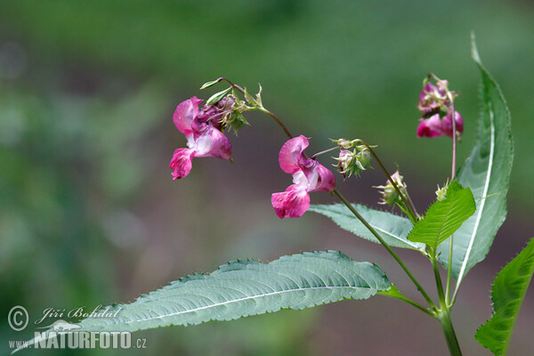 Drüsiges Springkraut (Impatiens glandulifera)