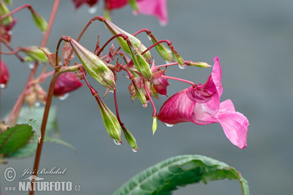 Drüsiges Springkraut (Impatiens glandulifera)