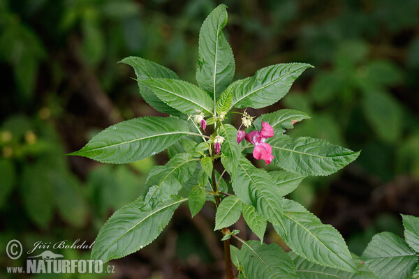 Drüsiges Springkraut (Impatiens glandulifera)