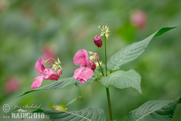 Drüsiges Springkraut (Impatiens glandulifera)