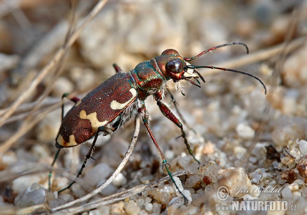 Duenen Sandlaufkaefer (Cicindela hybrida)