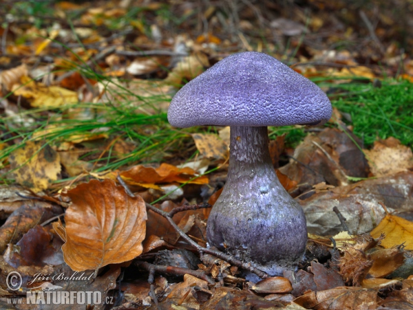 Dunkelvioletter Dickfuss (Cortinarius hercynicus)