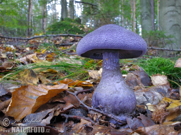 Dunkelvioletter Dickfuss (Cortinarius hercynicus)