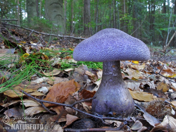 Dunkelvioletter Dickfuss (Cortinarius hercynicus)