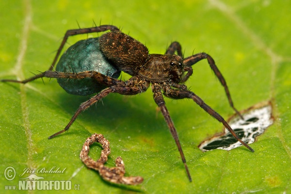 Dunkle Wolfspinne (Pardosa amentata)