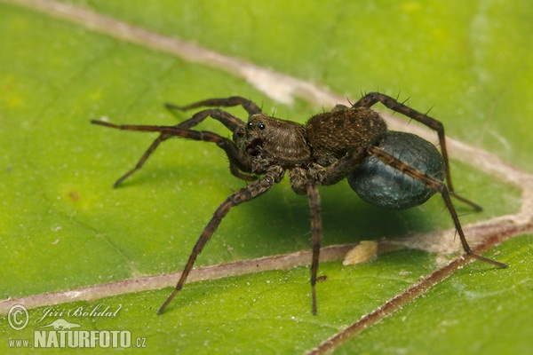 Dunkle Wolfspinne (Pardosa amentata)