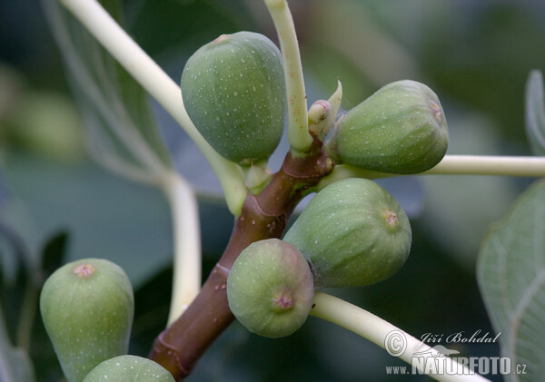 Echte Feige (Ficus carica)