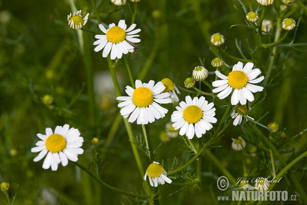 Echte Kamille (Matricaria recutita)