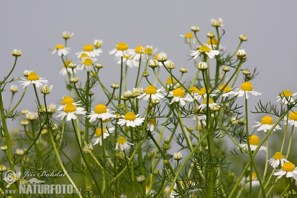 Echte Kamille (Matricaria recutita)