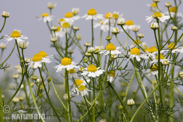 Echte Kamille (Matricaria recutita)