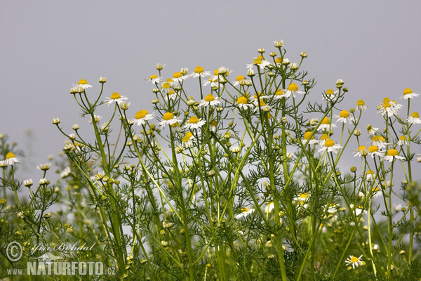 Echte Kamille (Matricaria recutita)