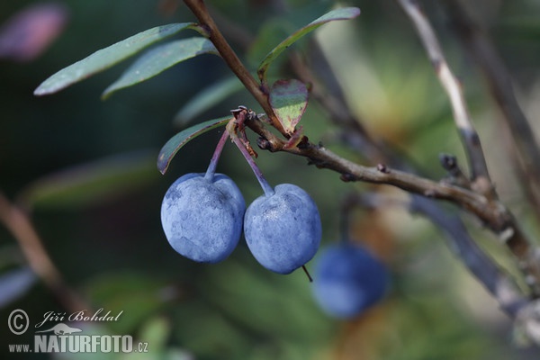 Echte Moorbeere (Vaccinium uliginosum)