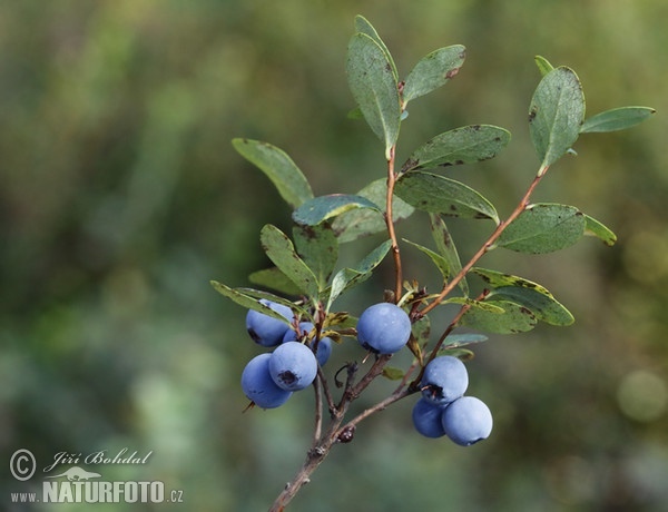 Echte Moorbeere (Vaccinium uliginosum)